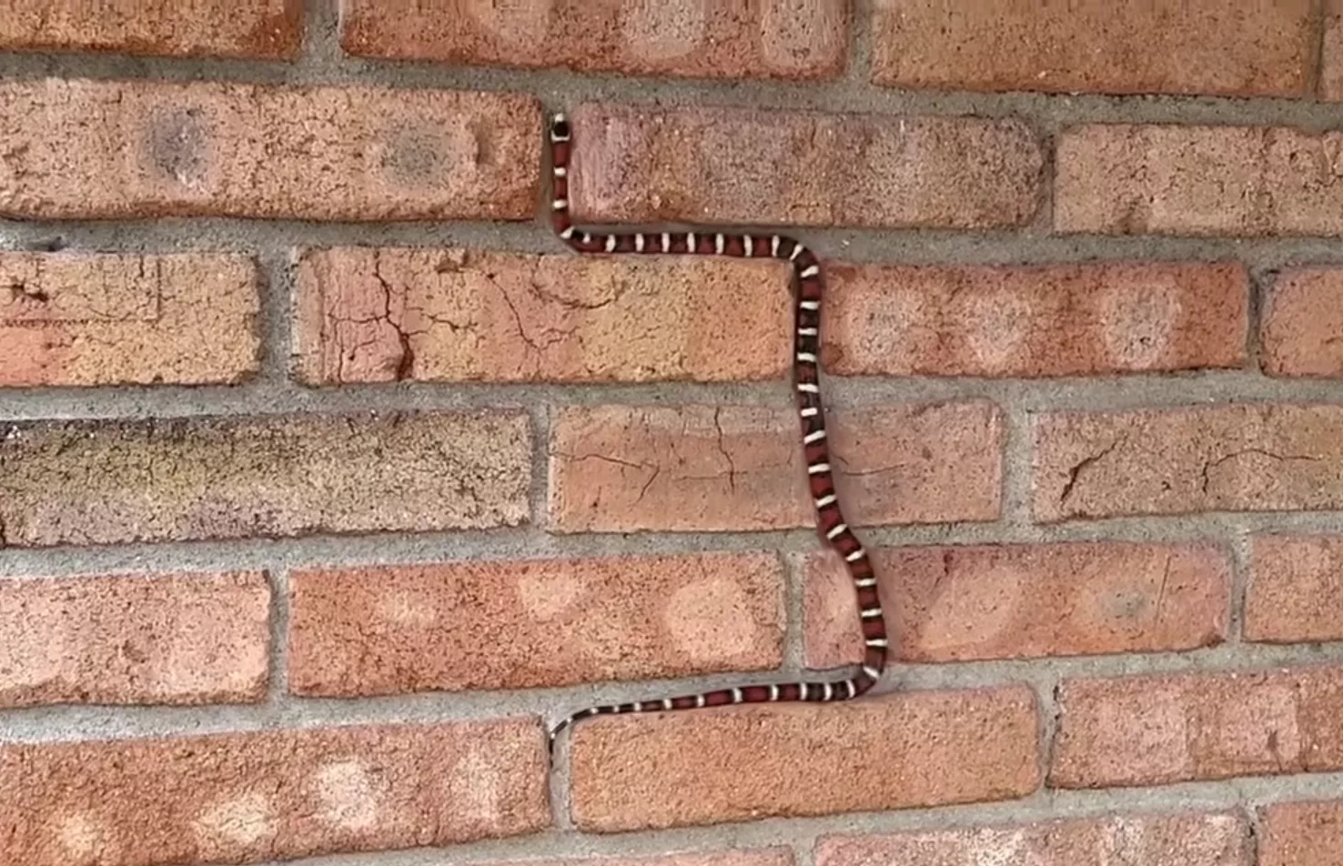 Real-Life Game of "Snake" As Creature Seen Slithering up Wall - Vimarsana News