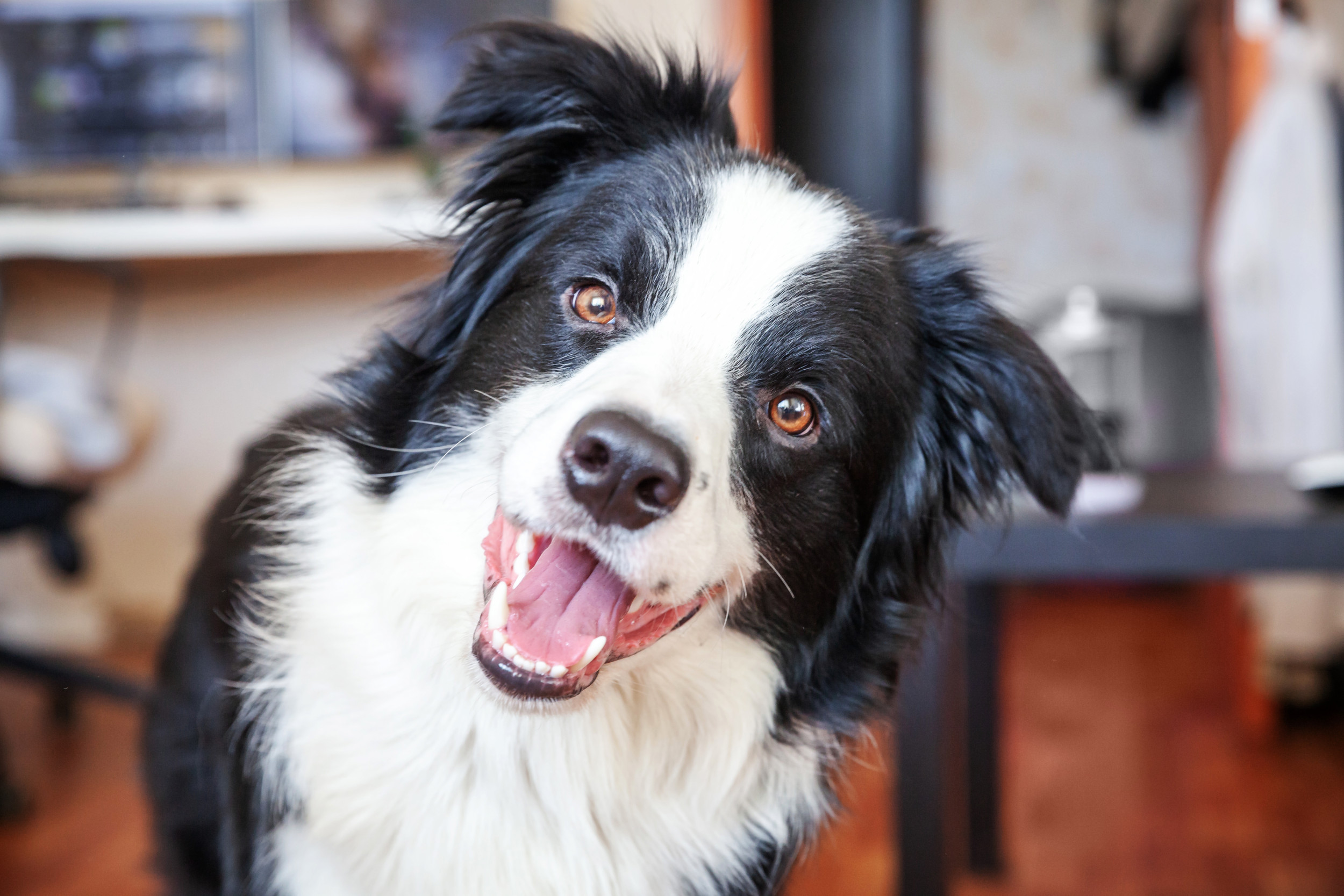 Border Collie: Everything You Need To Know