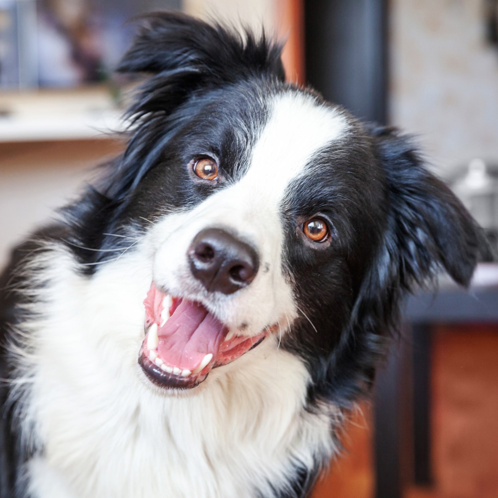 Border Collie Giving Out Good Night Kisses Melts Hearts Online