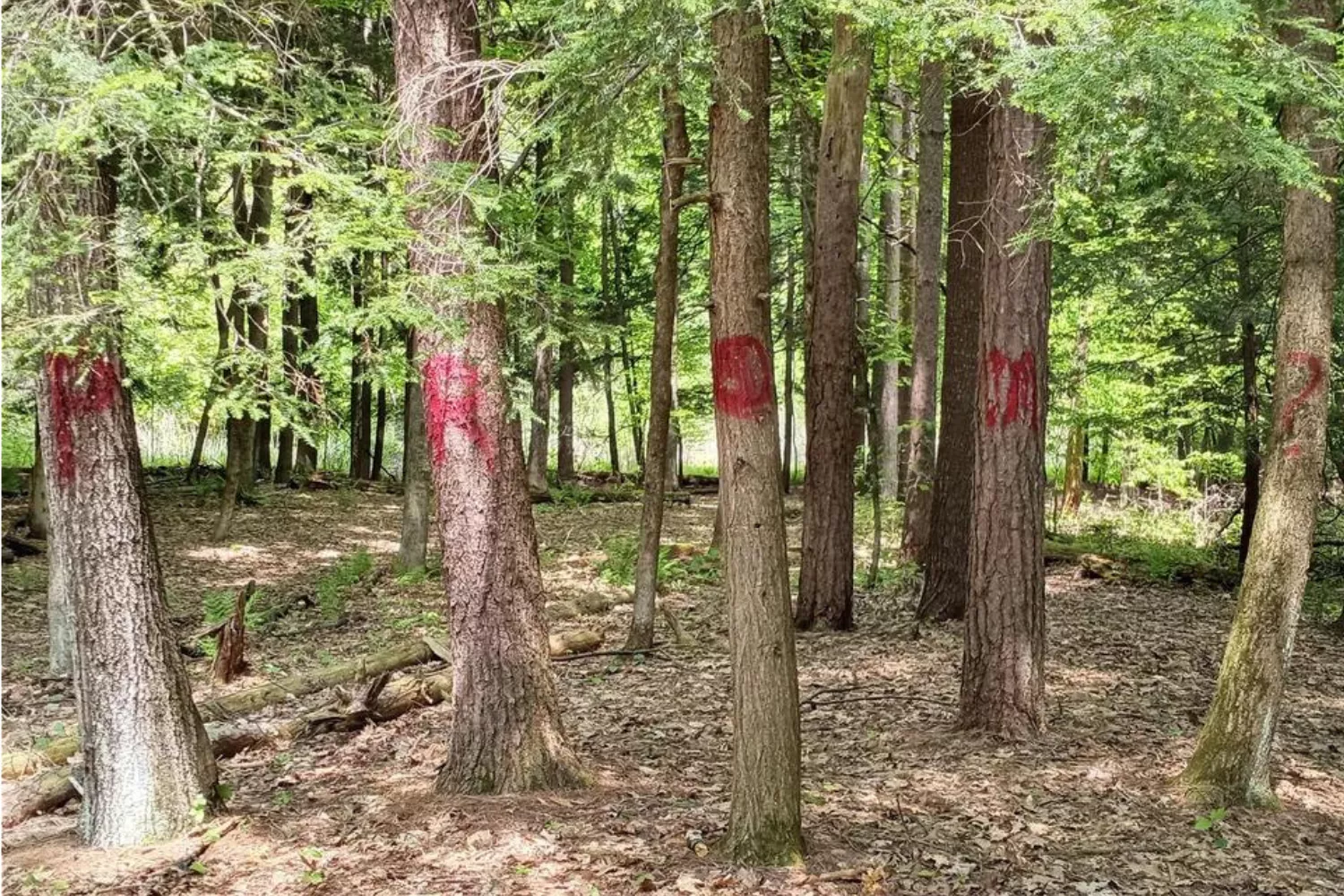 Someone Asked Their Date to Prom by Graffitiing 'Promposal' on Trees - Vimarsana News