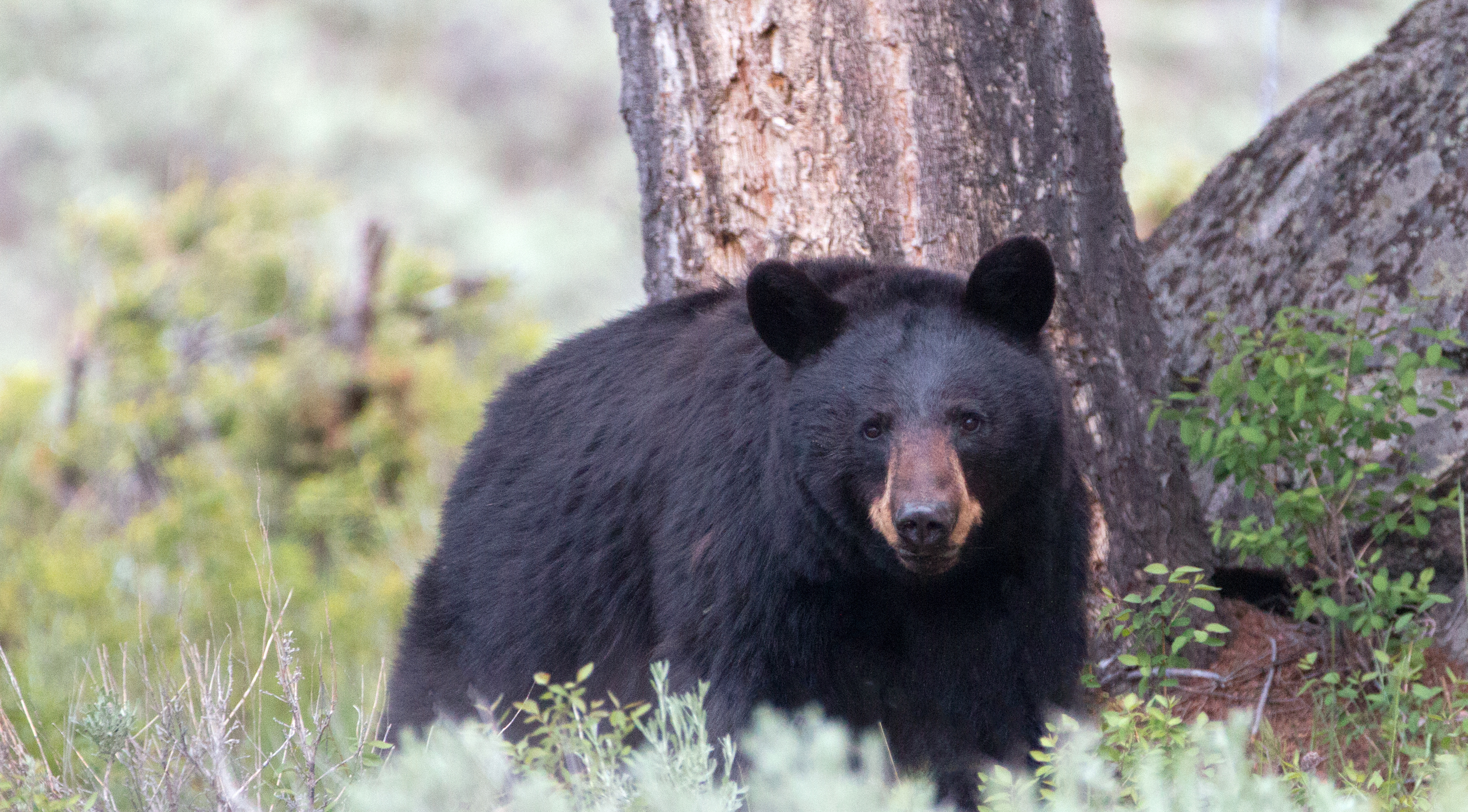 Man Wanted After Filming Stunts With Bears in Yellowstone