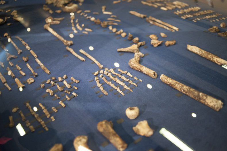HOMO NALEDI species