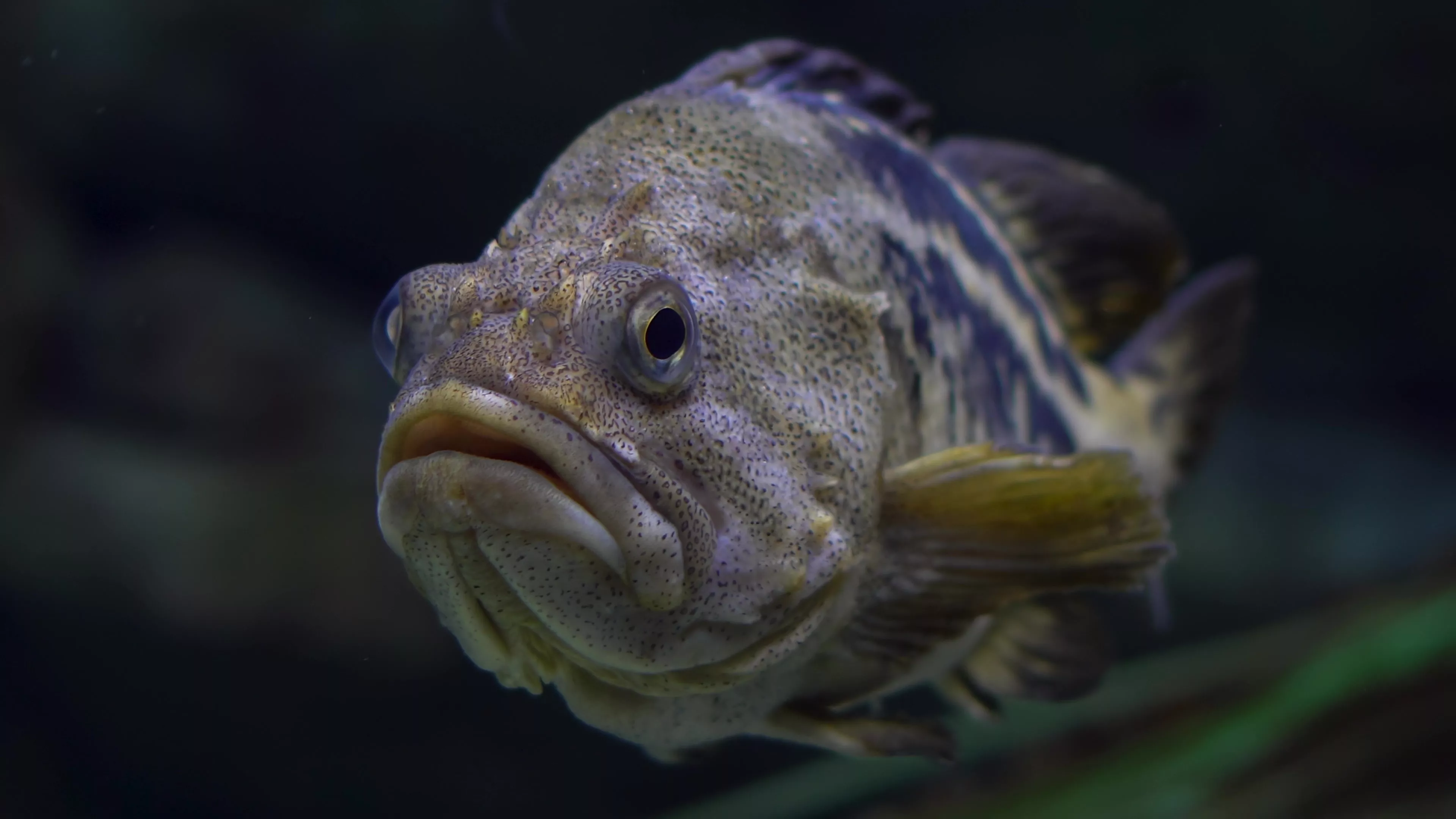 The Pescatarian Dilemma—Experts Weigh In On Whether Fish Really Feel Pain - Vimarsana News