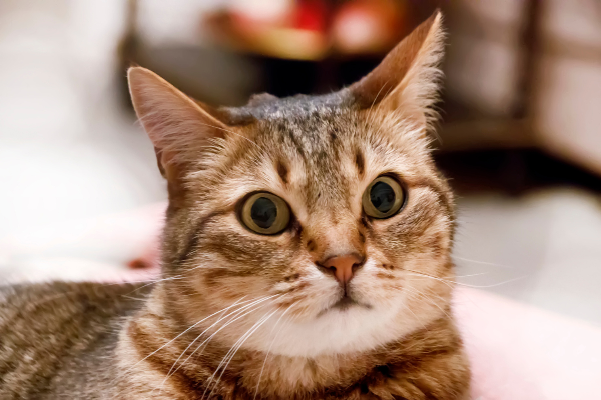 Cat's Hilarious Reaction to New Kitten Caught on Camera 'The Side Eye