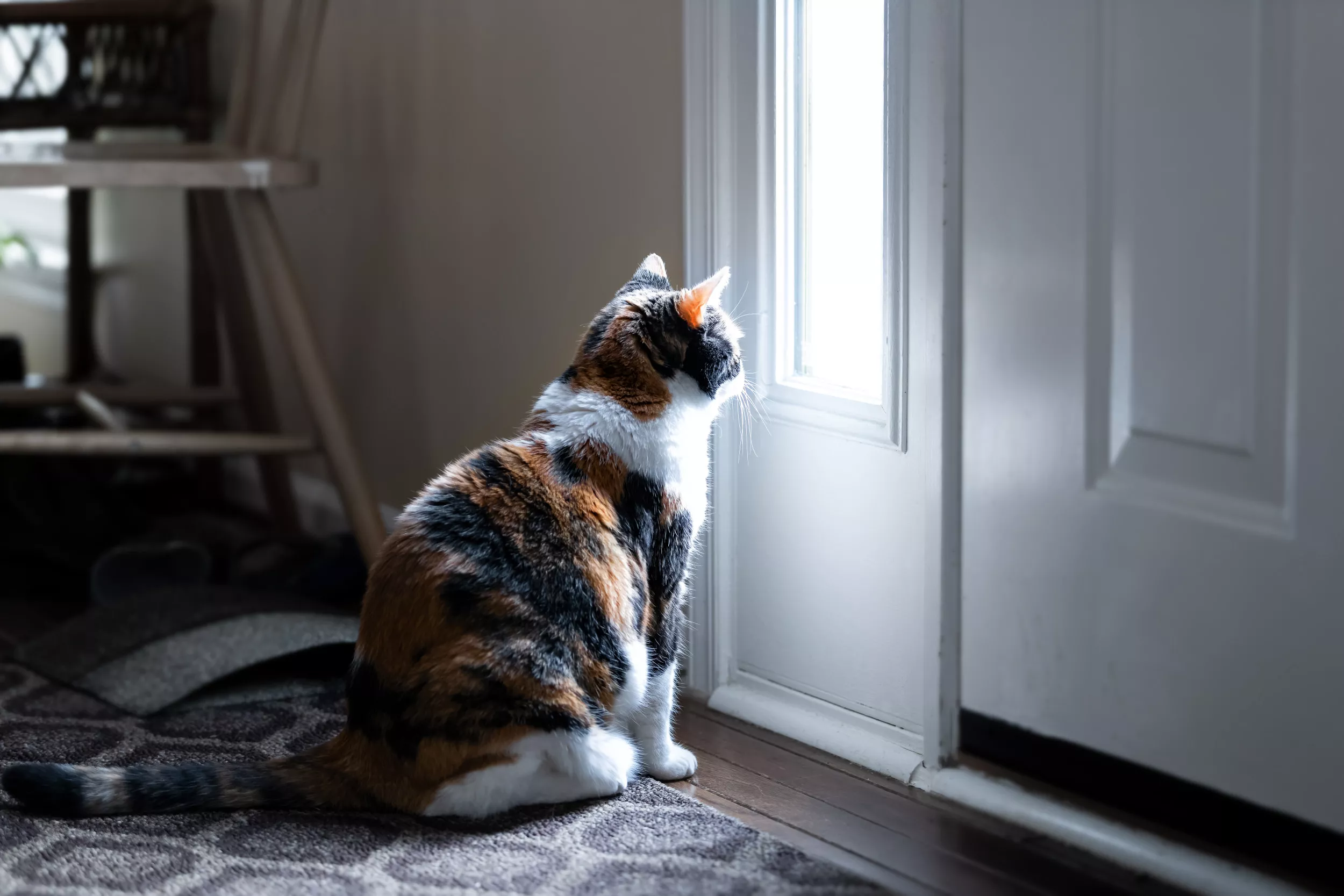 Owner Vows She's 'Never Leaving Again' After Phone Records What Kitten Does - Vimarsana News