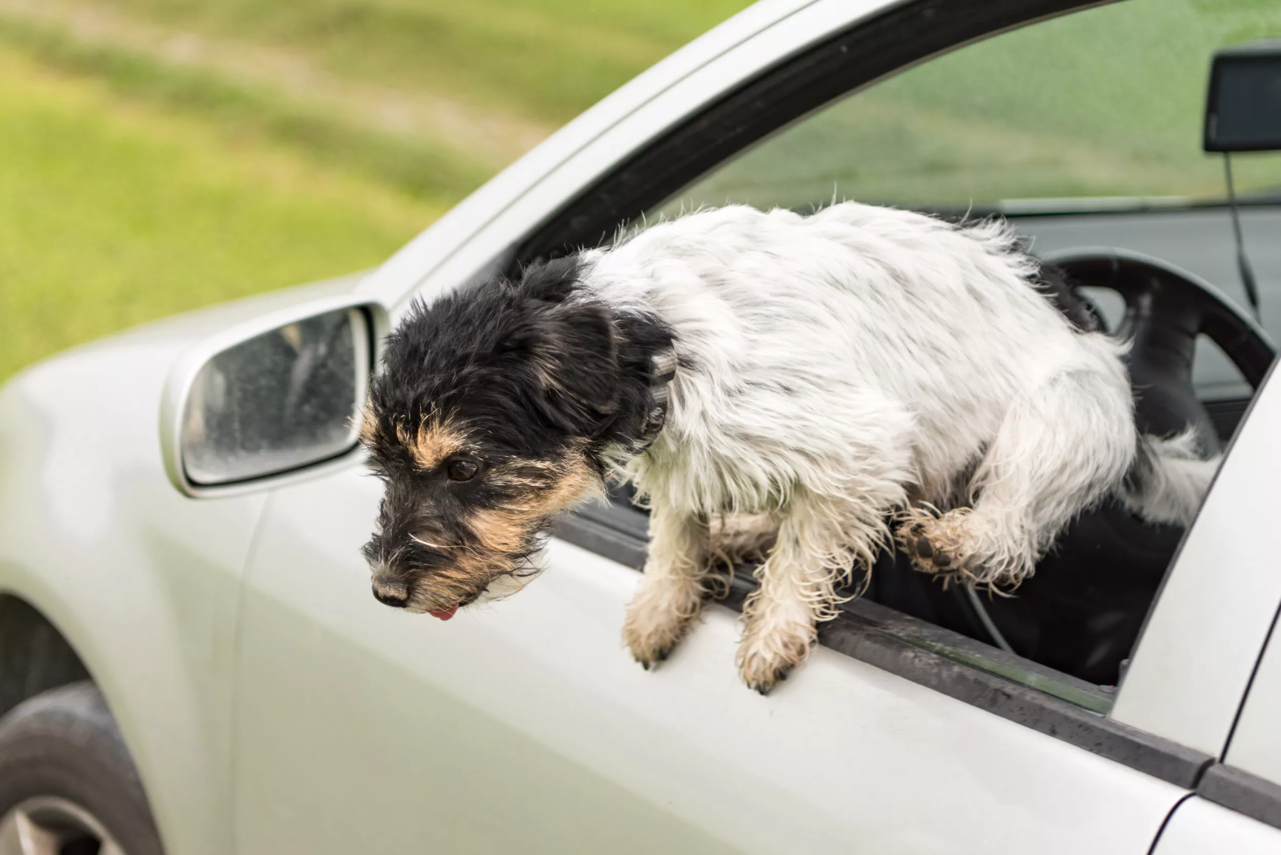 Hearts Melt as Dog Jumps Out of Moving Car Impatient to See Grandparents - Vimarsana News