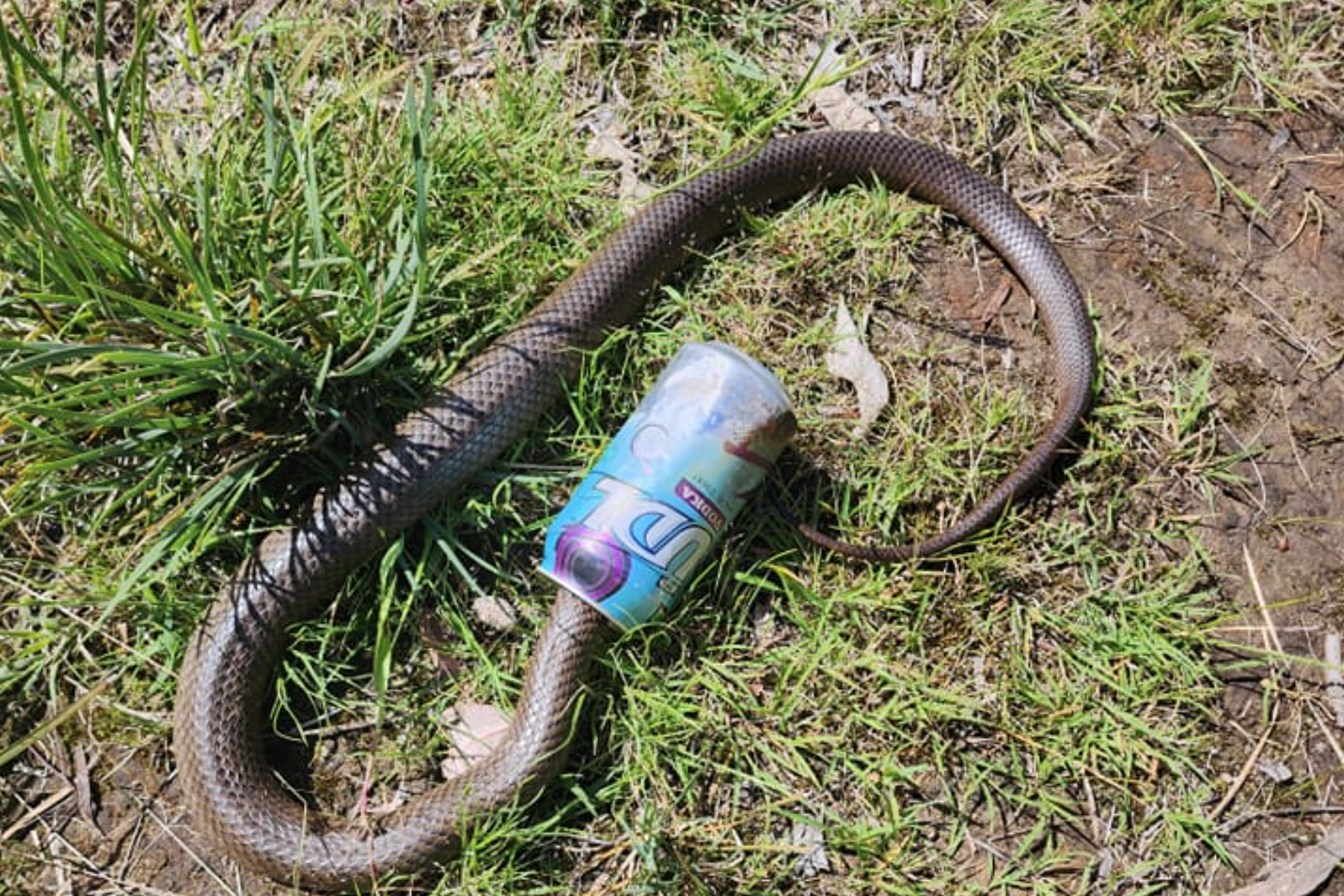 Deadly Eastern Brown Snake Discovered Stuck in Discarded Drinks Can