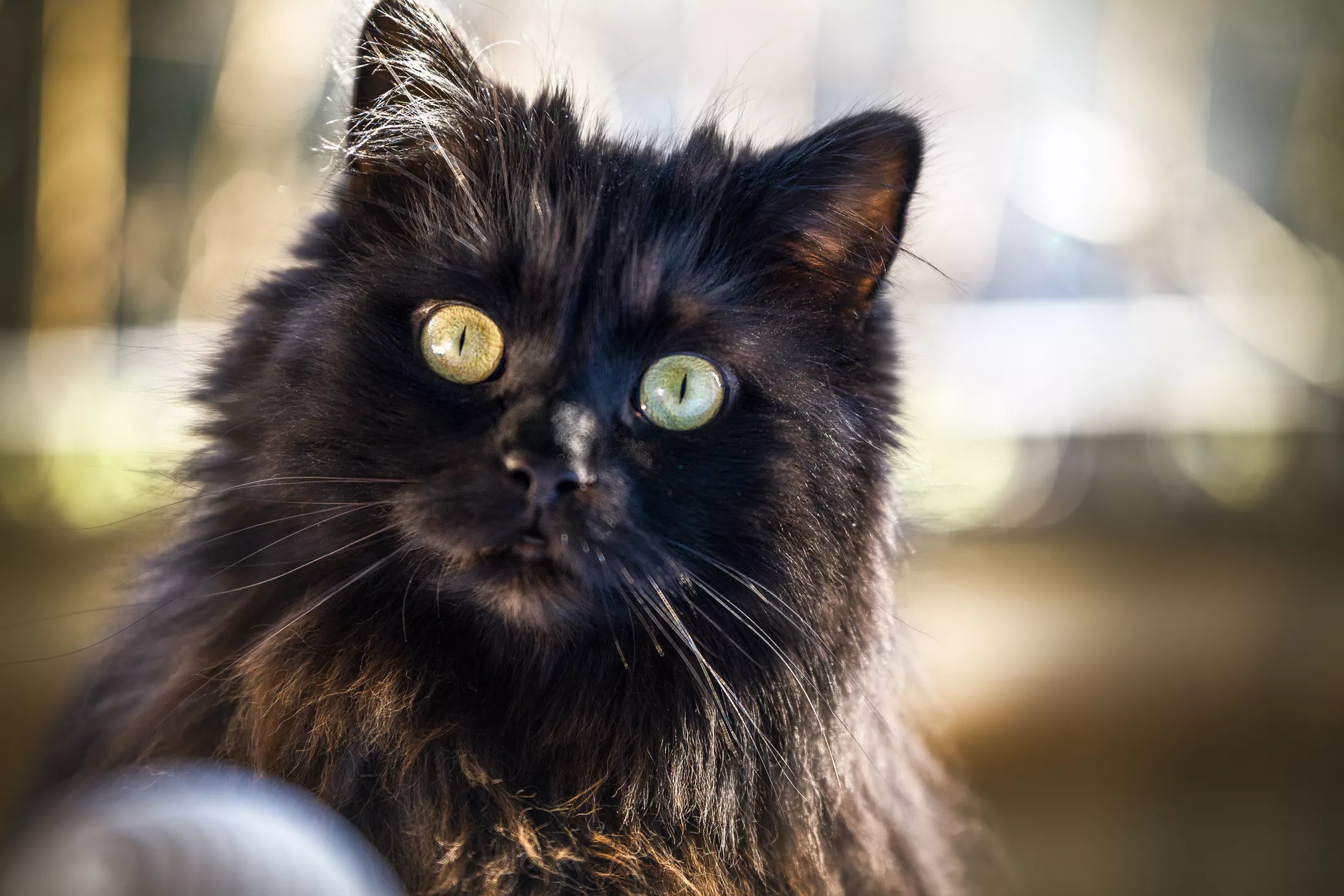 Internet Has Wild Theories After Black Cat Suddenly Turns Brown - Vimarsana News