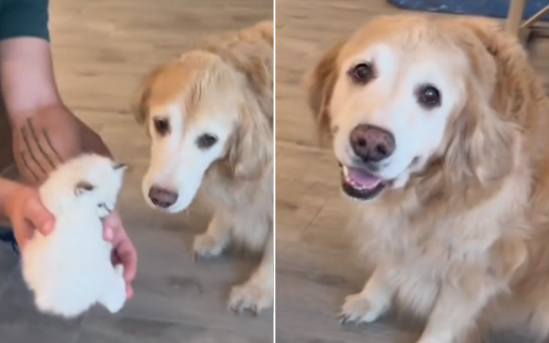 Lucy the dog relished meeting the kittens.