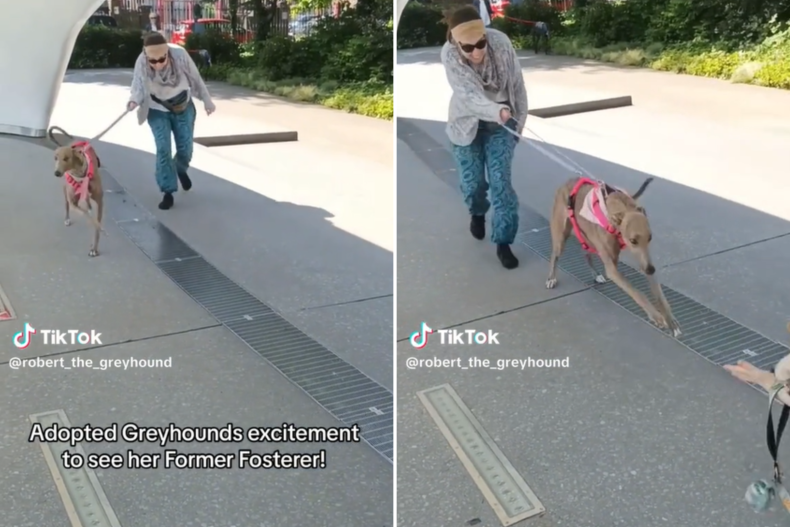 Greyhound Penny running towards former foster mom