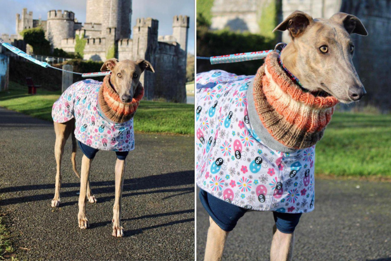 Penny the rescue greyhound