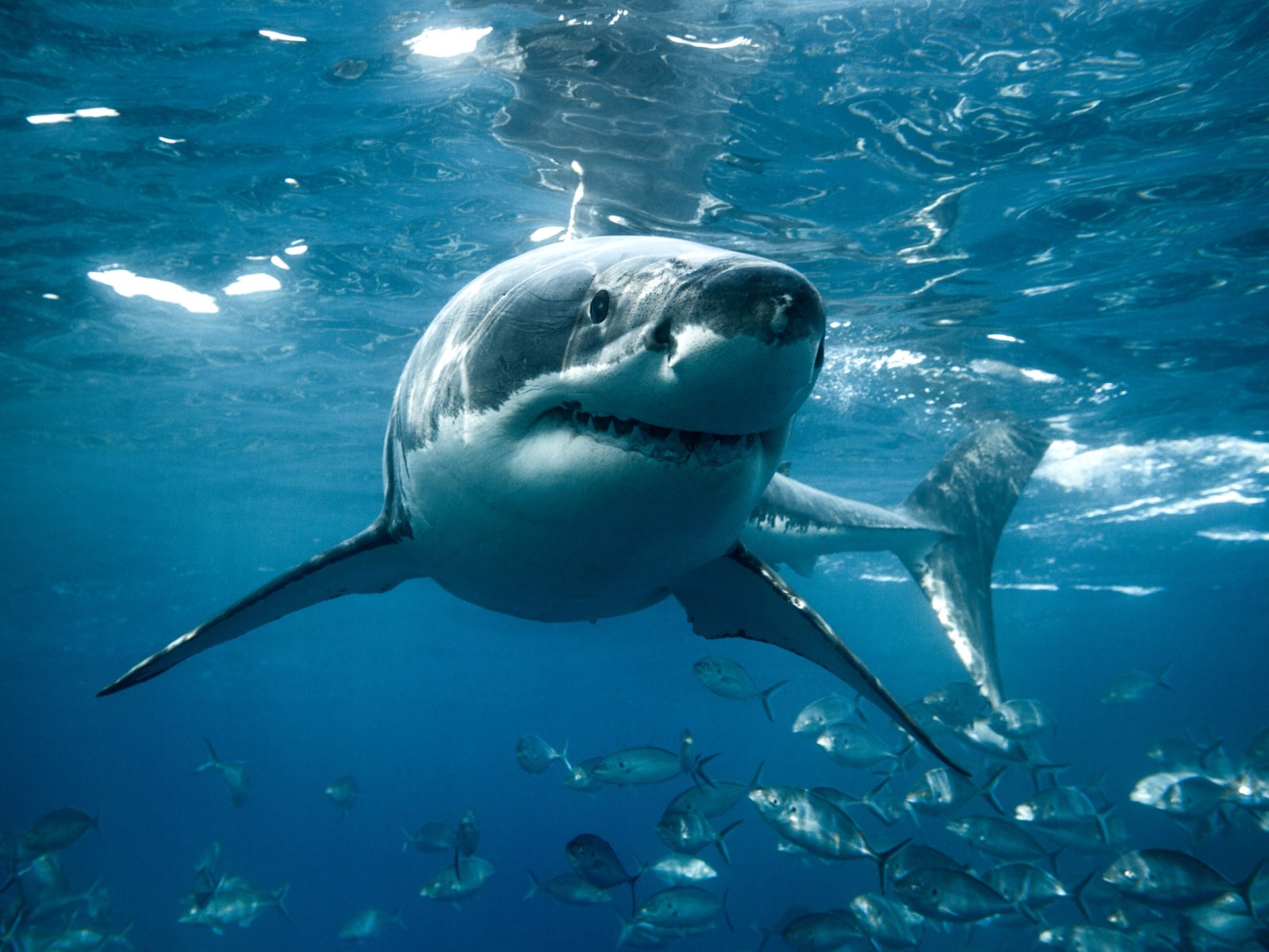 Great white sharks are lurking off NYC-area beaches