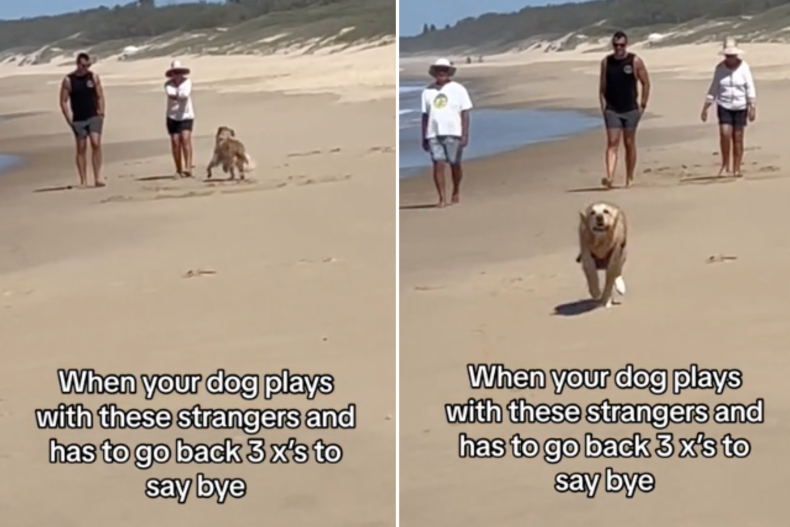 Golden saying goodbye on beach