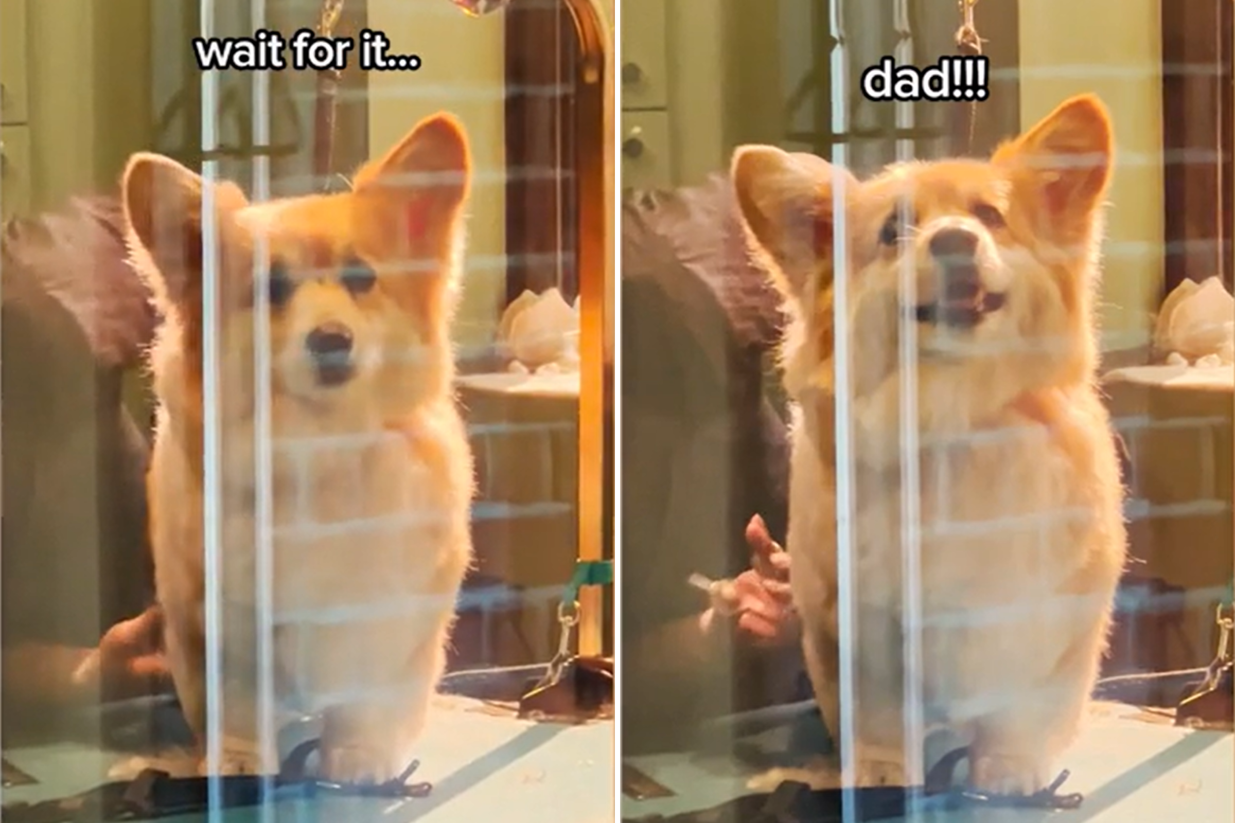 40 Photos Of Corgis Living Their Dorky Lives, As Shared In This
