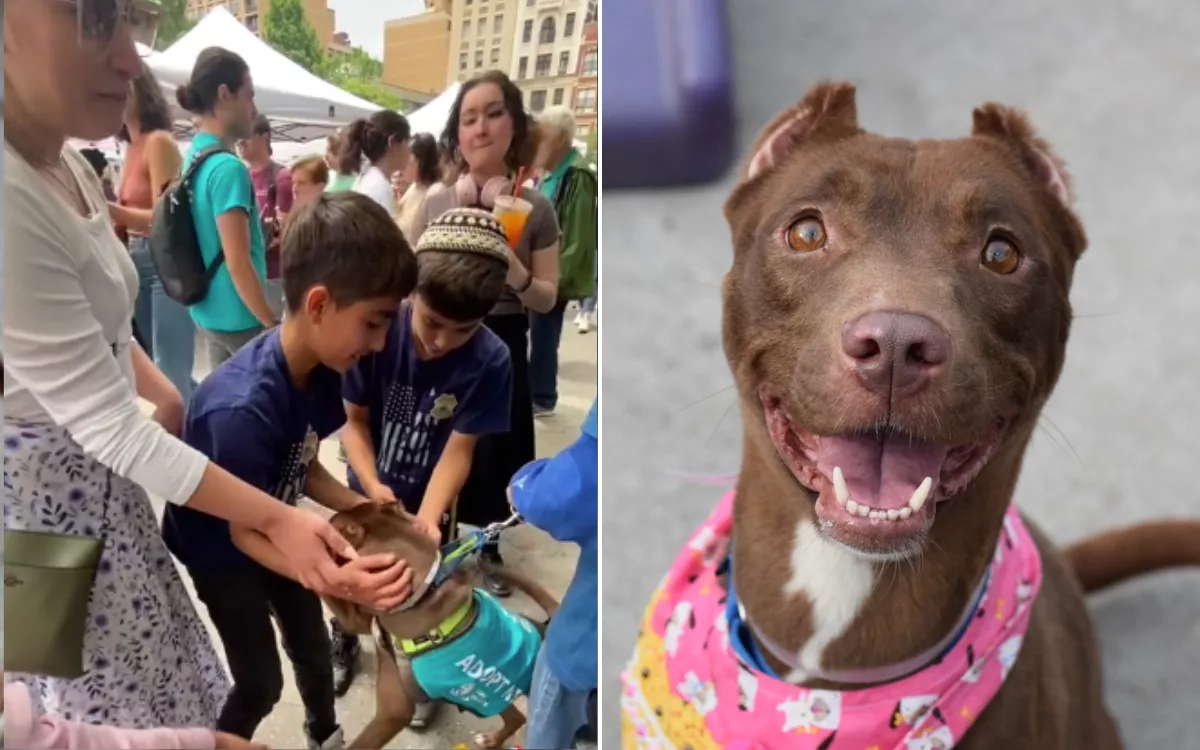 Family at Pet Adoption Event Stumbles Upon Dog They Feared Was Lost Forever - Vimarsana News