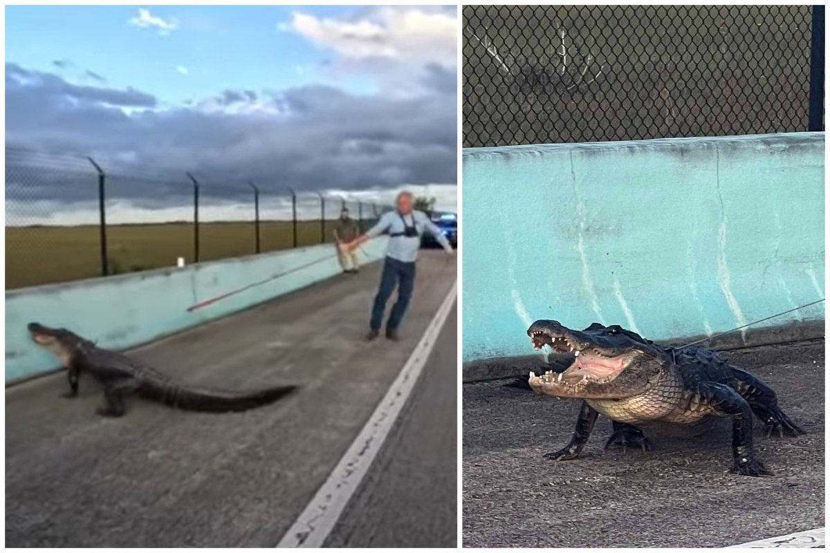 Alligator on highway in Florida