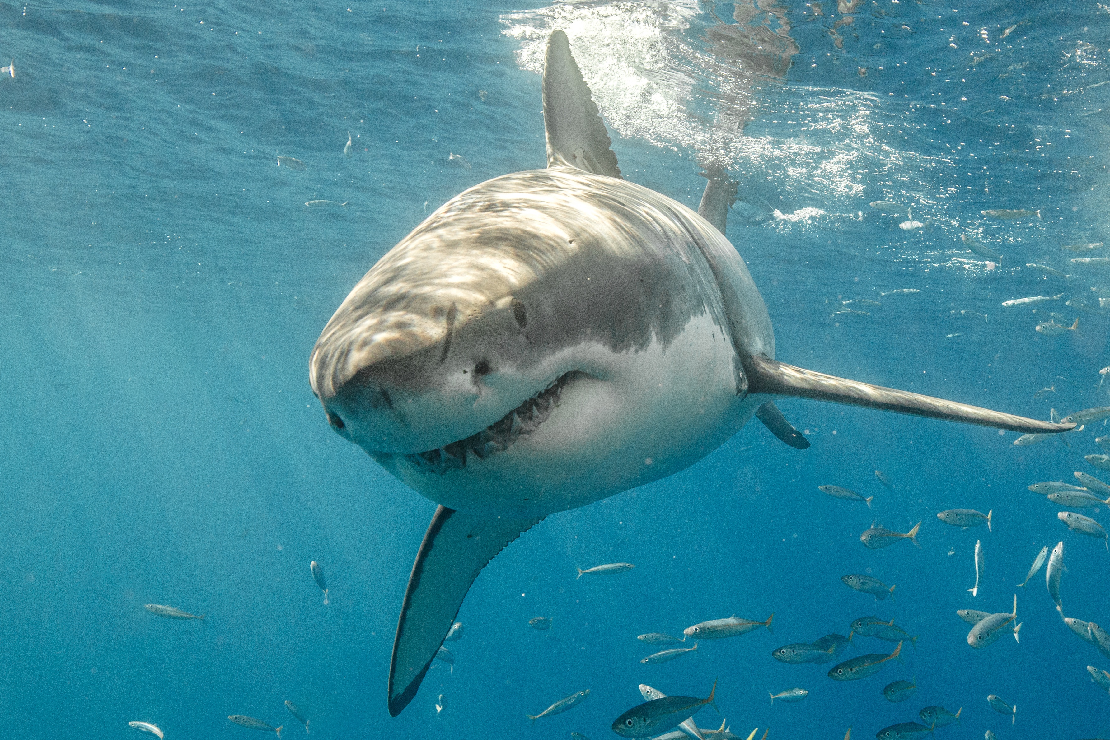 Warmer seas will not lure great white sharks to UK, experts say, Sharks