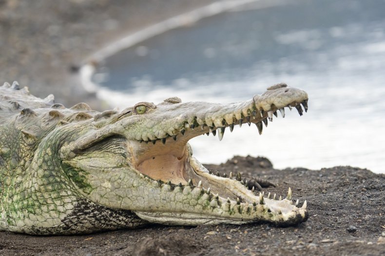 An American crocodile in Costa Rica