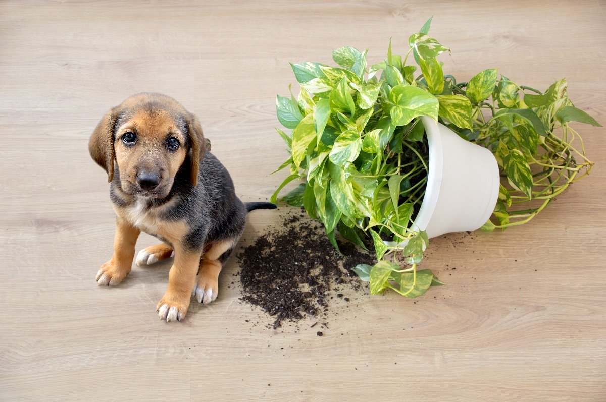 Puppy pictured beside house plant
