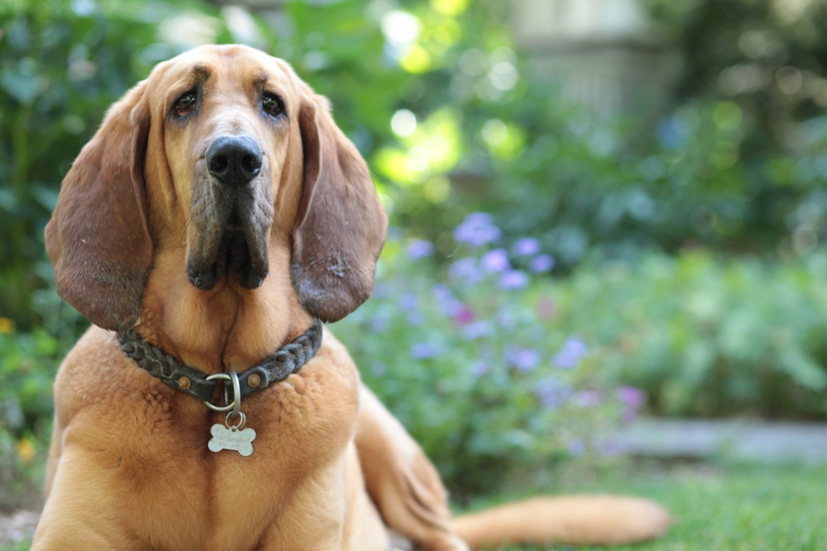bloodhound finds owner 440 yards away.