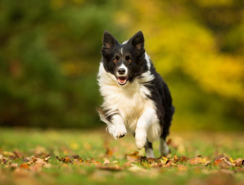 Border collie dog running in park.