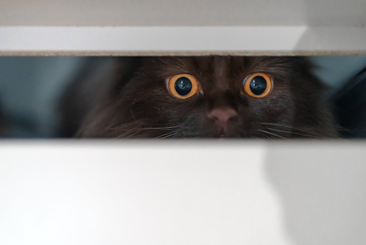 Cat hiding in a closet.