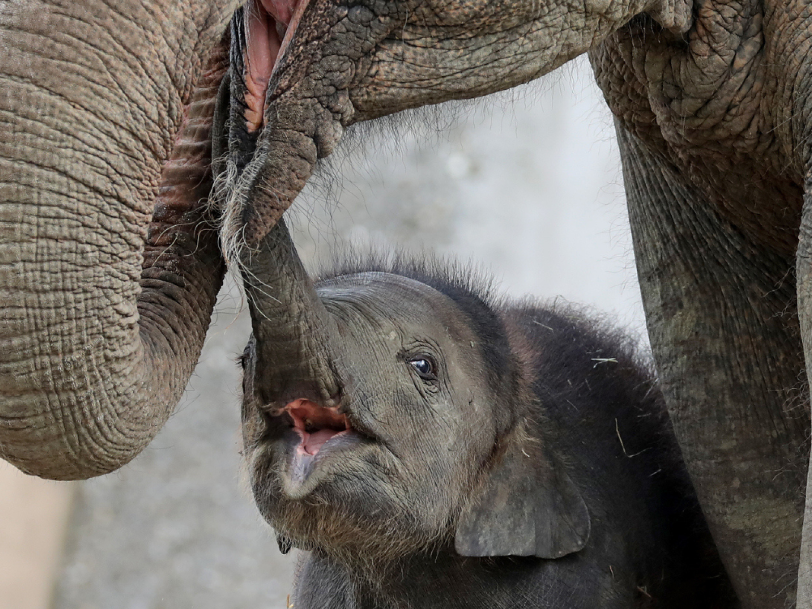 Baby Elephant Too Short to Drink From Mom Given Stool: 'Precious