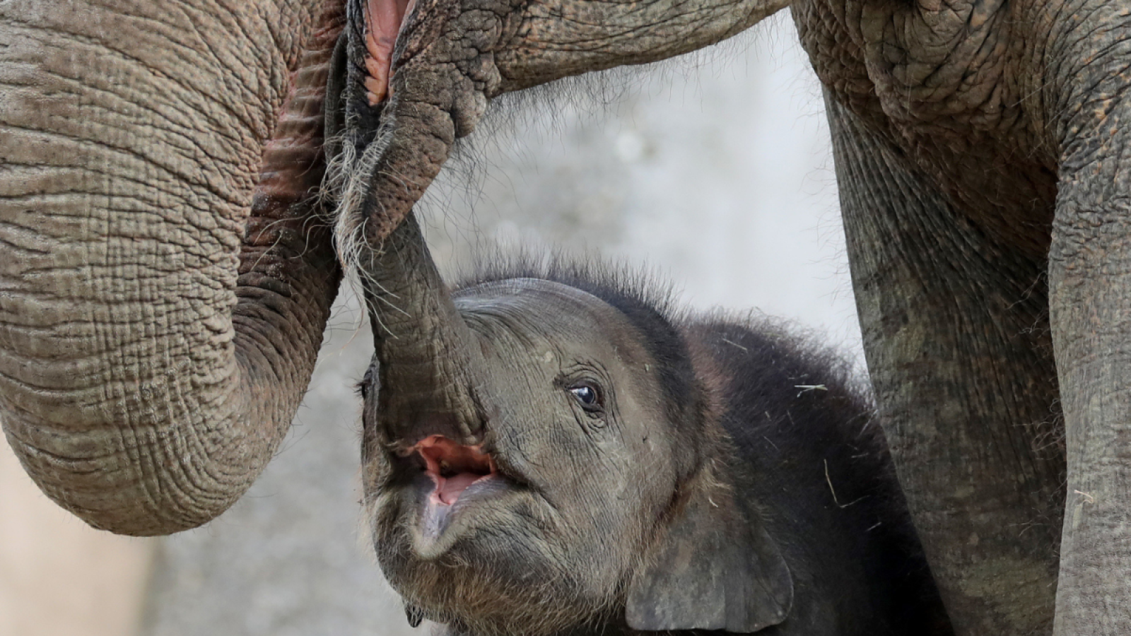 Baby Elephant Too Short to Drink From Mom Given Stool: 'Precious'