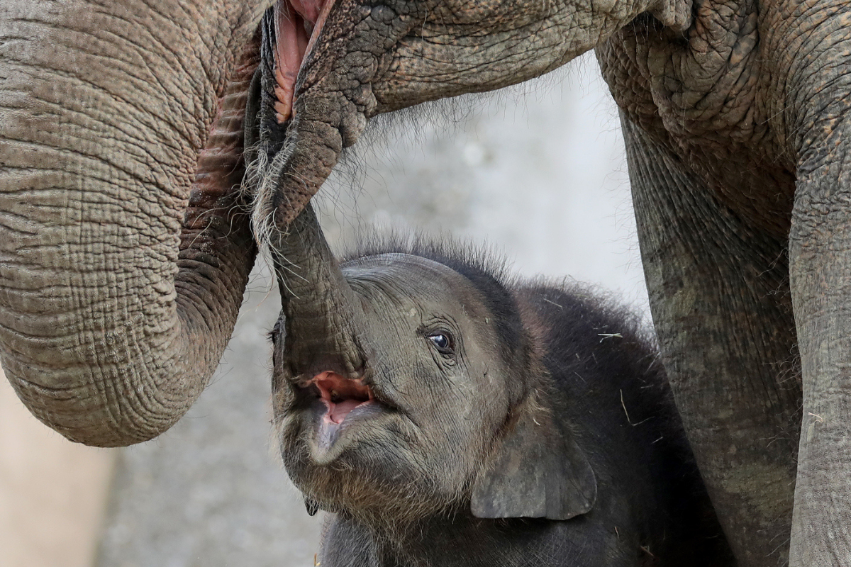 A baby Asian elephant and its mother