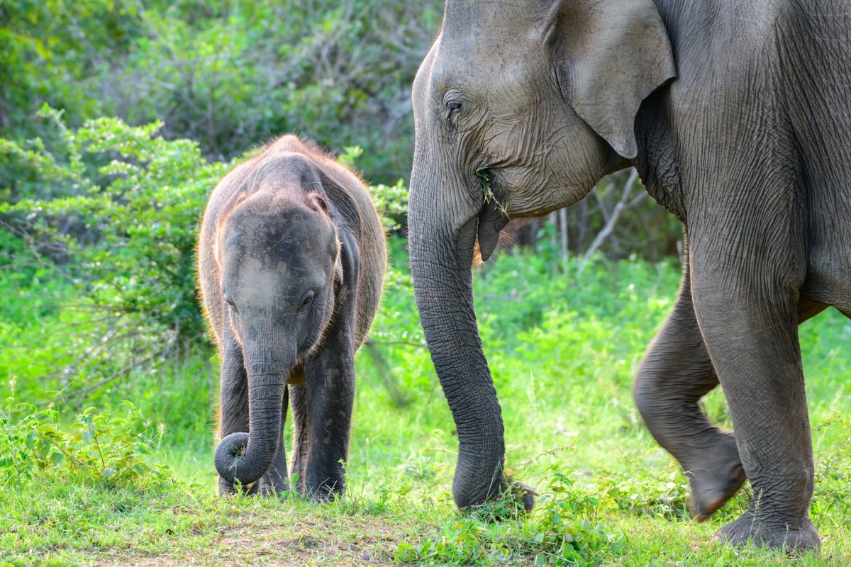 A mother and baby elephant foraging together