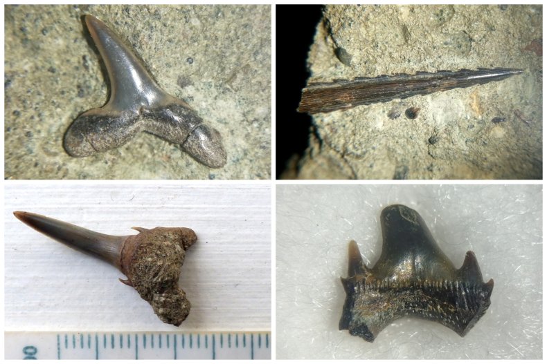 Ancient shark teeth and a ray's spine
