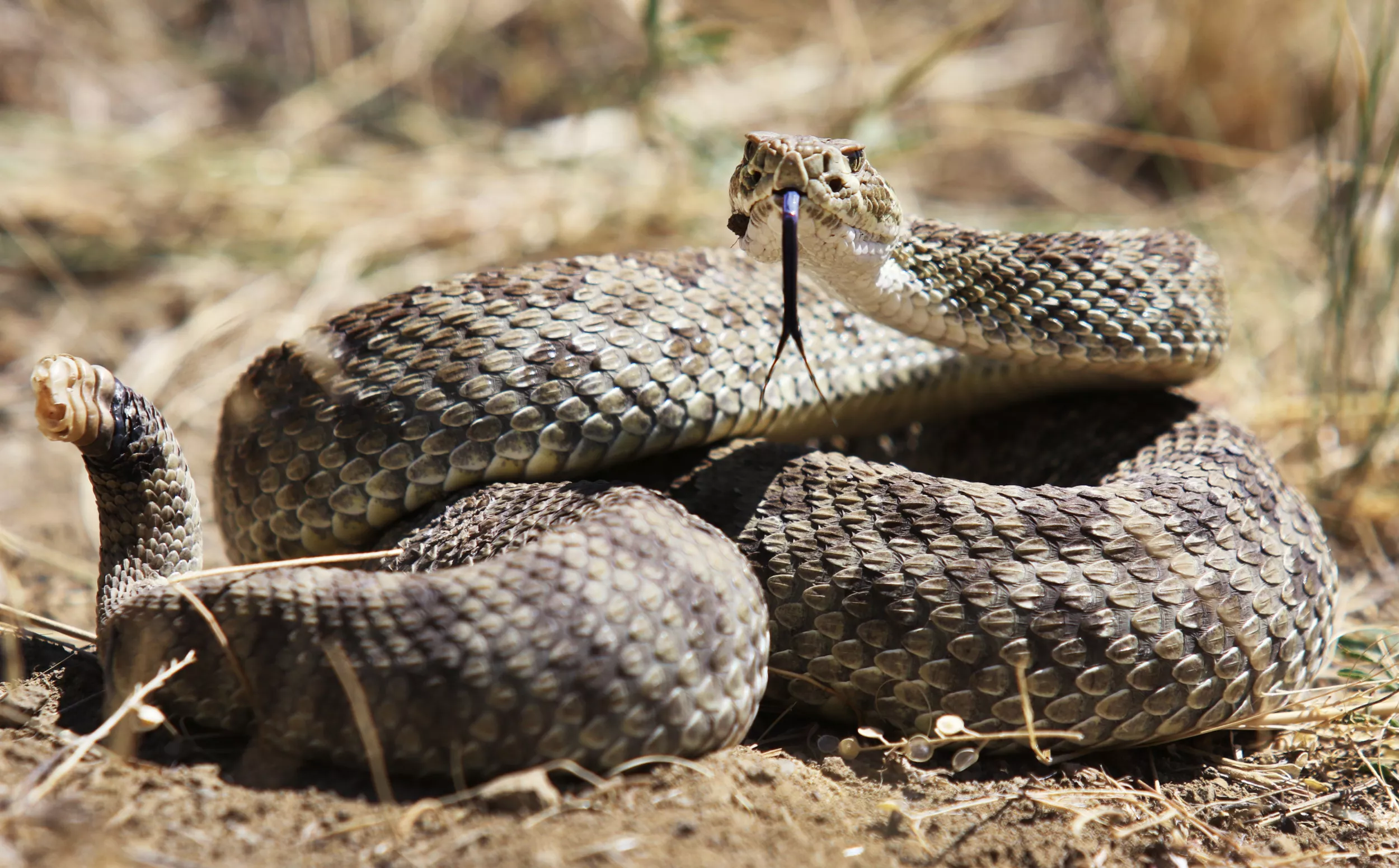 Rattlesnake Bites 7-Year-Old Sparking Helicopter Rescue - Vimarsana News