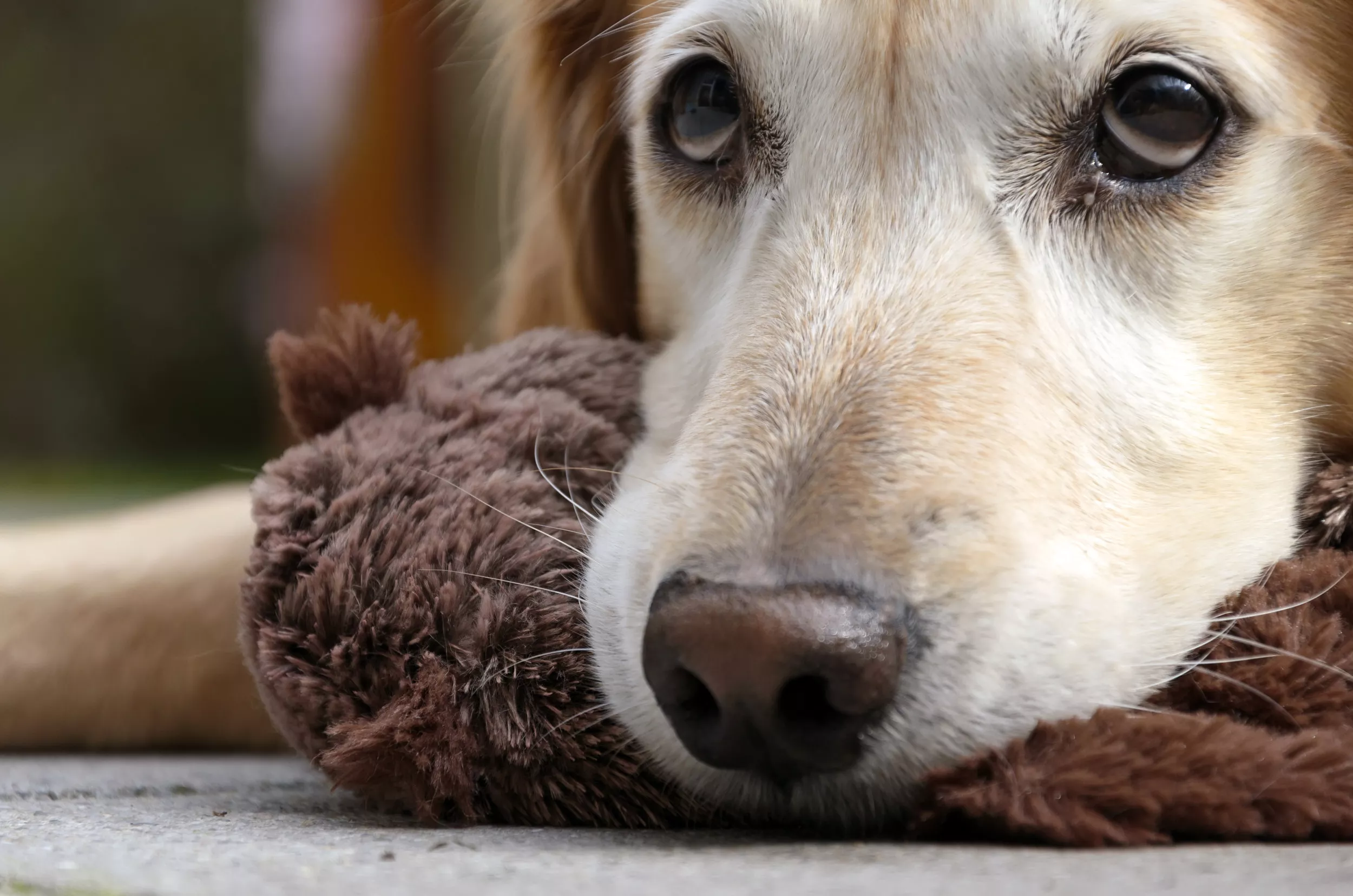 Laughter as Golden Retriever Mad at Mom For Forgetting Her Outside at 2AM - Vimarsana News