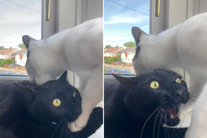Bill licking Ben's head