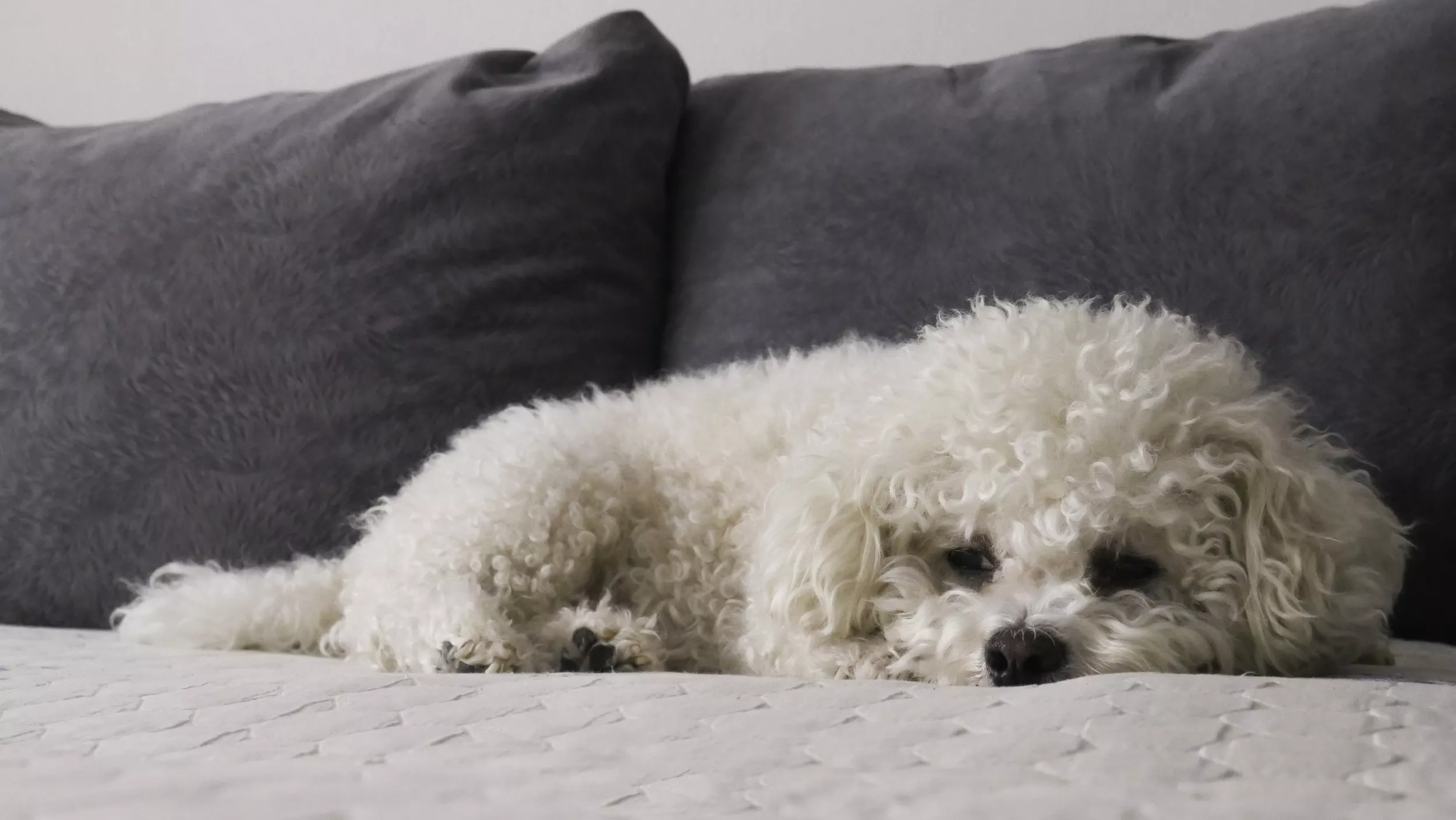 Internet Obsessed With Dog That Sleeps in Owner's Bed 'Like a Human' - Vimarsana News