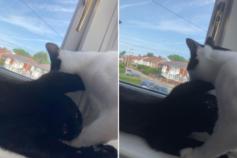 Black cat Ben attacking Bill's face