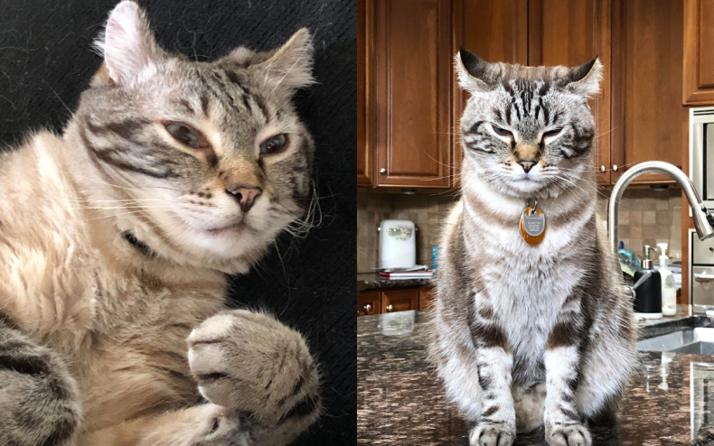 Leo the rescue cat.