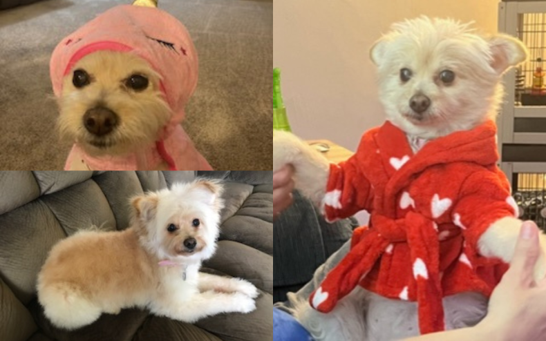 Blondie the Yorkie/Pomeranian mix
