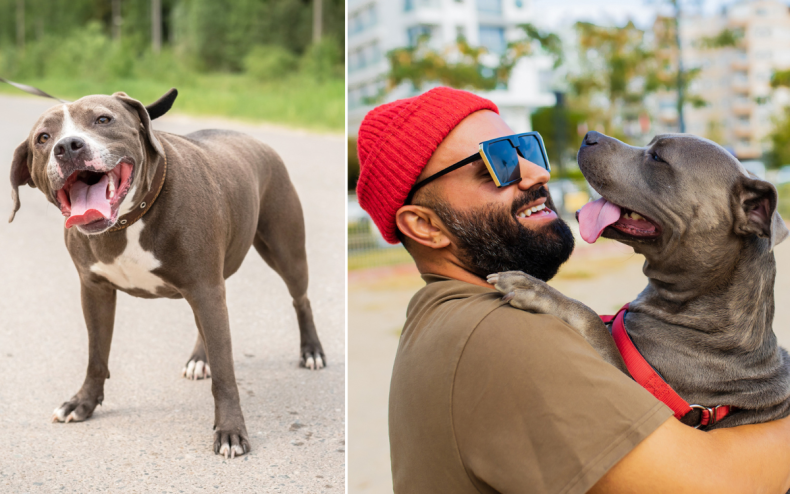 A pitbull and their owner.