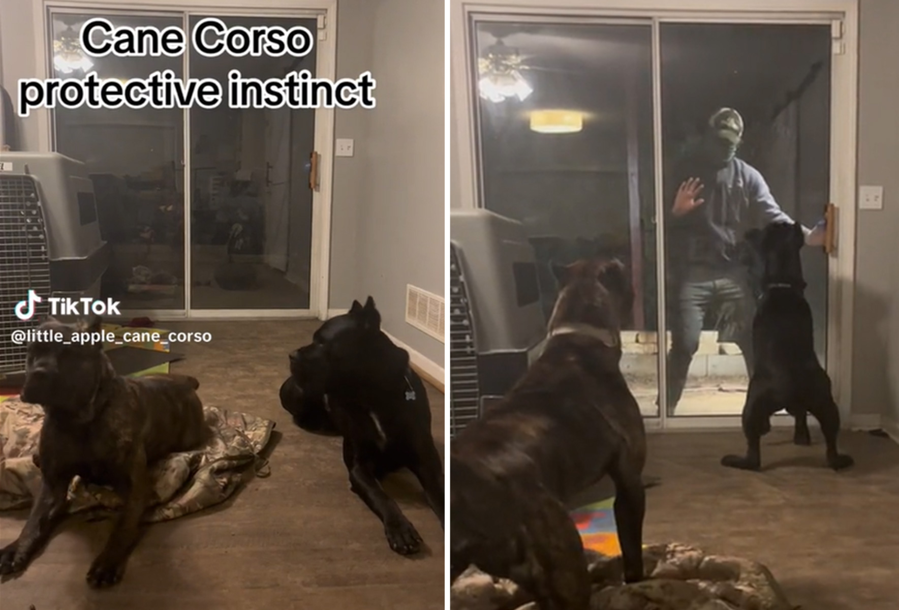 will a cane corso attack its owner?