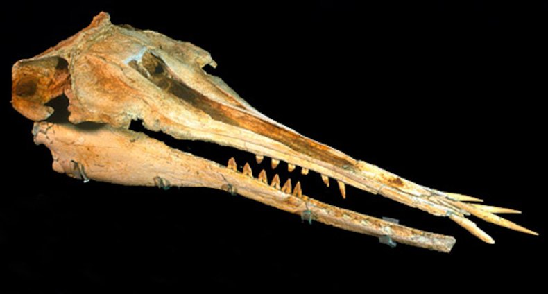 The skull of Nihohae matakoi