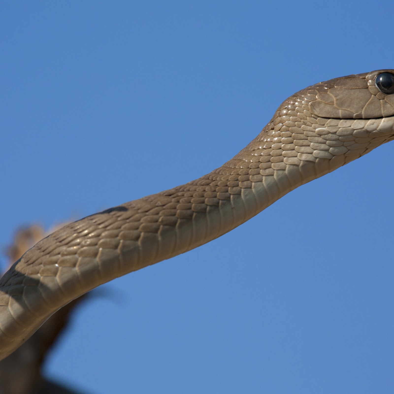 Hunt For Runaway South African Black Mamba Snake Goes Hi Predators Of