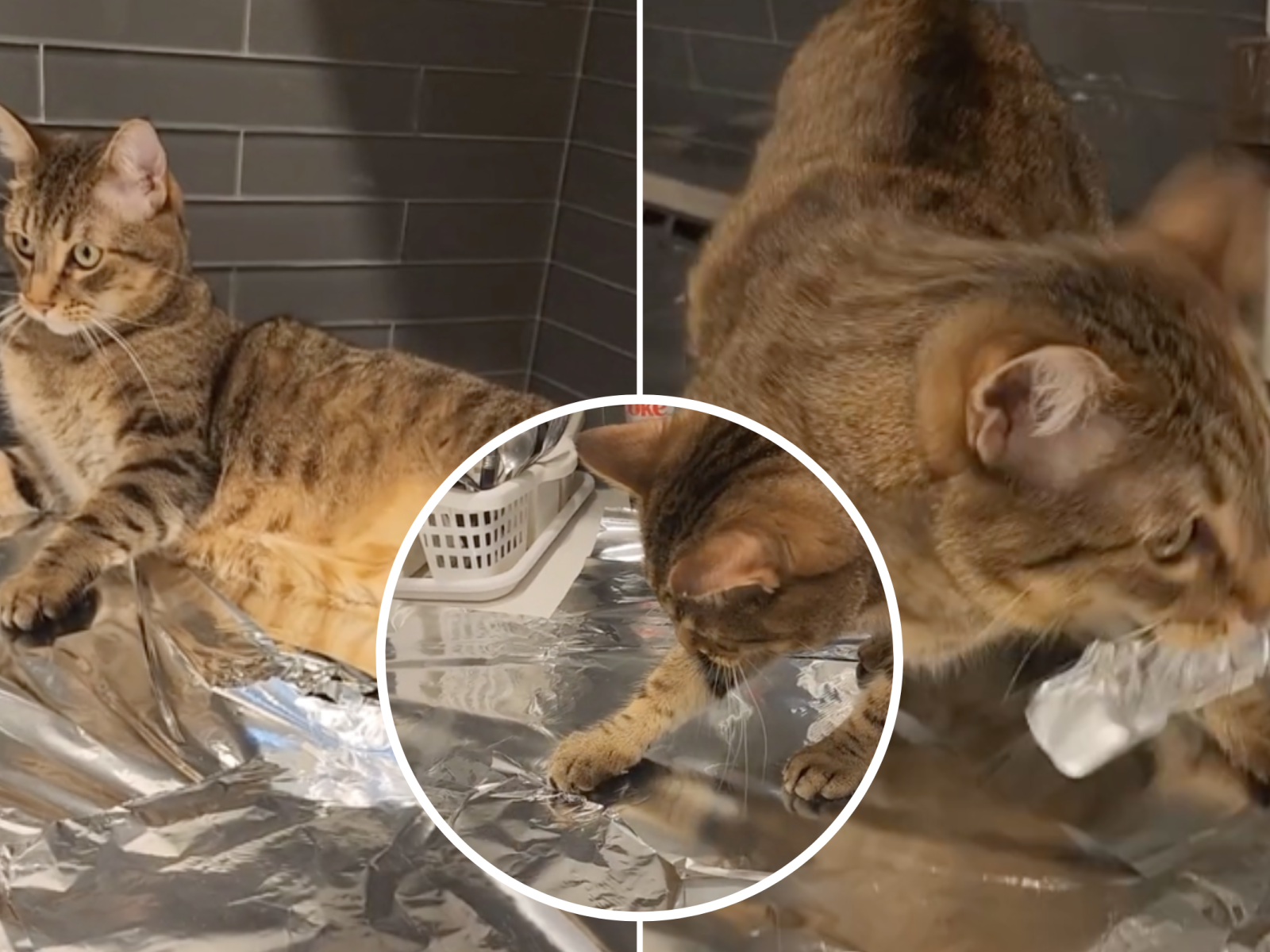 Owner s Hack to Keep Cats Off Counter Hilariously Backfires