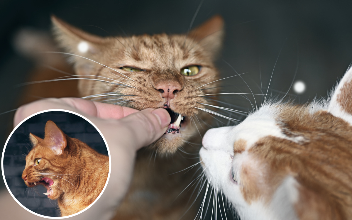 Cat's Unusual Eating Habit Has Everyone Saying the Same Thing