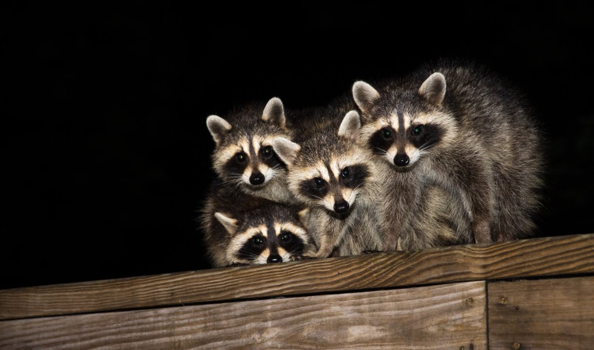 raccoons try to break into woman's home