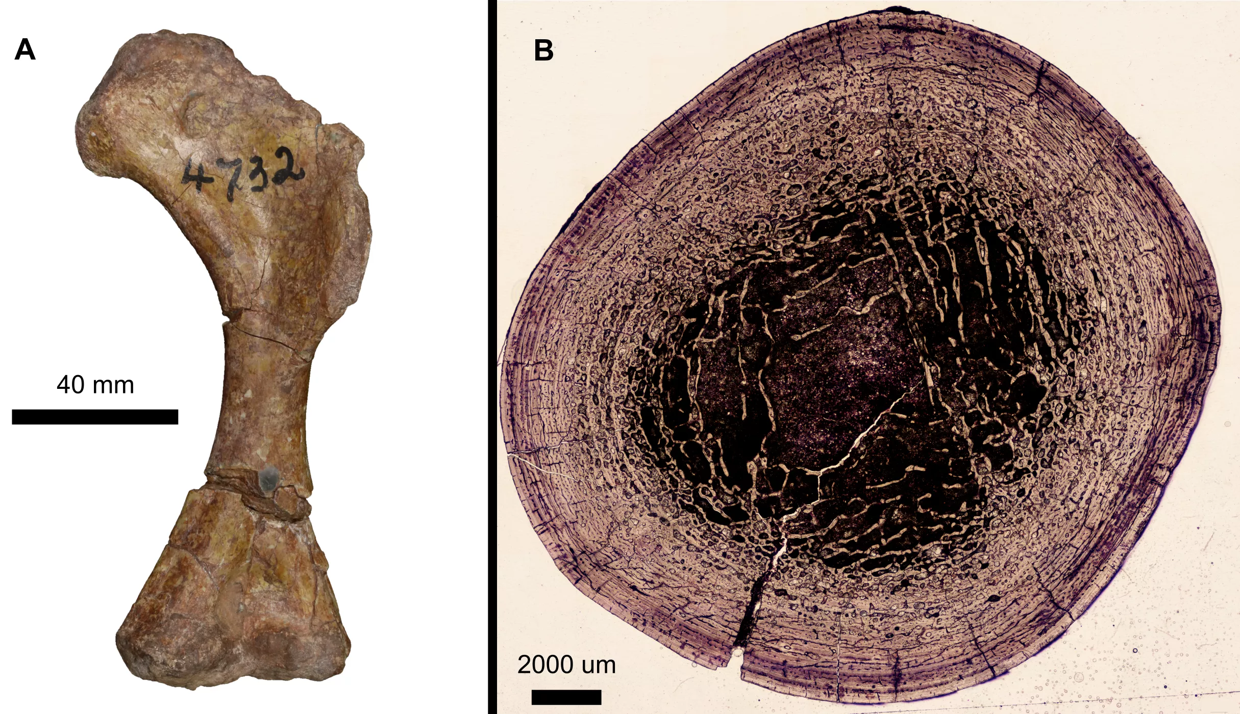 Small-Headed, Long-Necked Dinosaur That Weighs Same as Humans Discovered - Vimarsana News