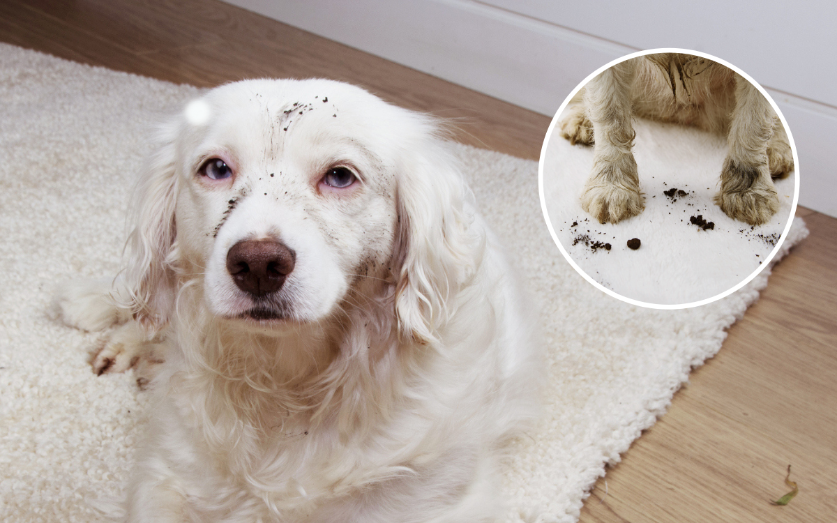 Video of Muddy Golden Retriever Puppy on Cream Carpet Ends in Disaster