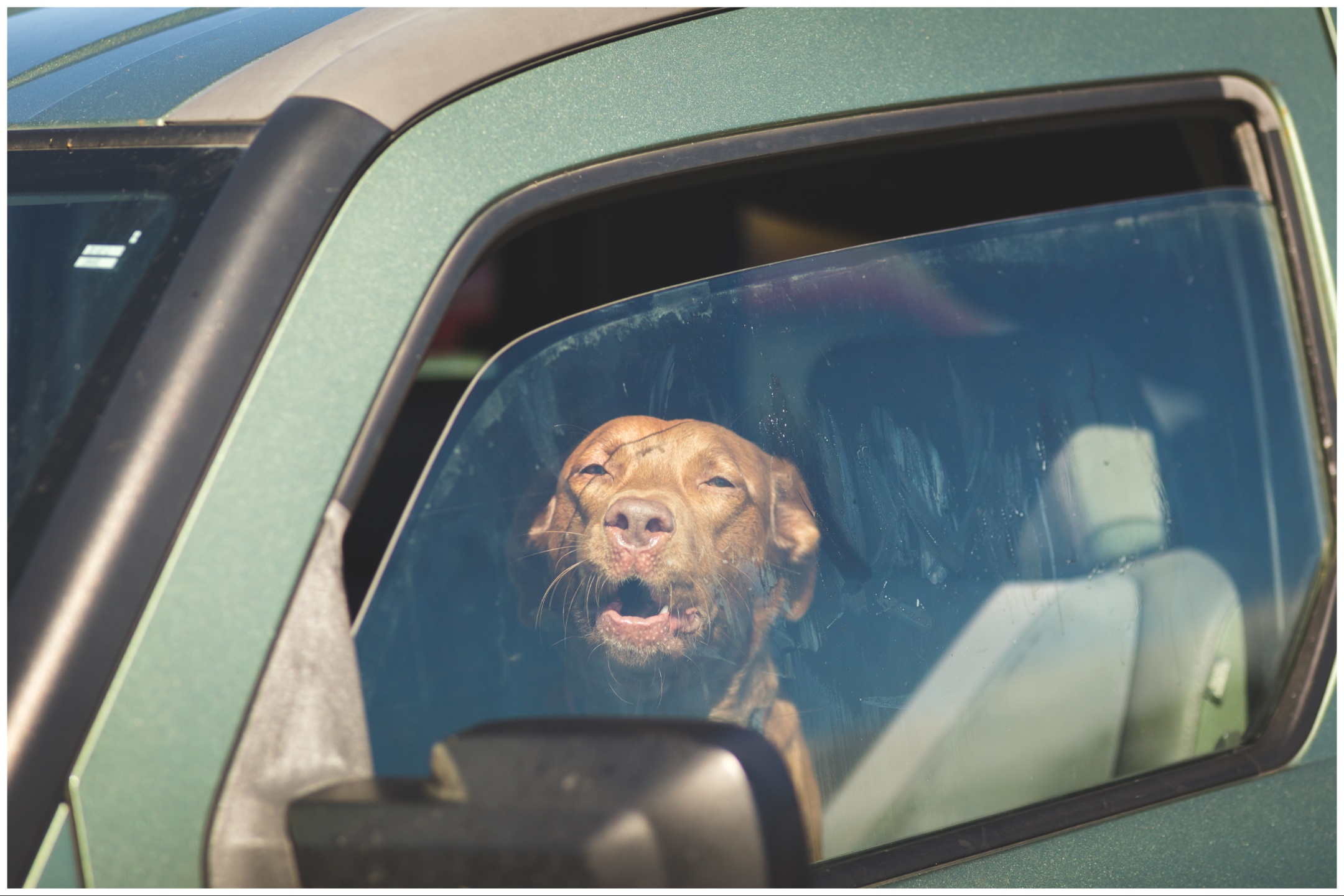 Dog Found Dead After Being Left for Hours in Car With Food and Water: Cops