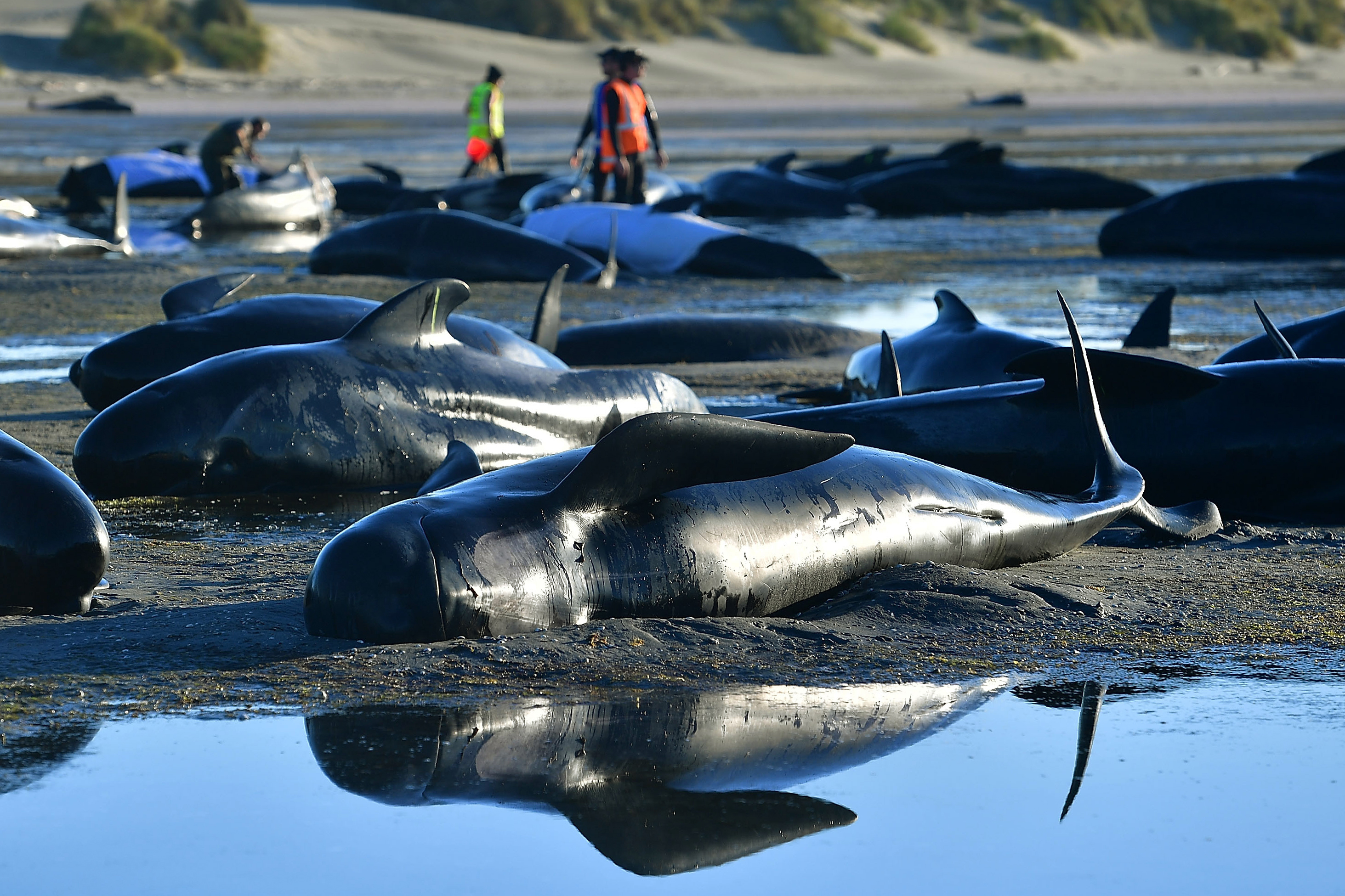 Entire pod of whales dies in worst mass whale stranding in Britain