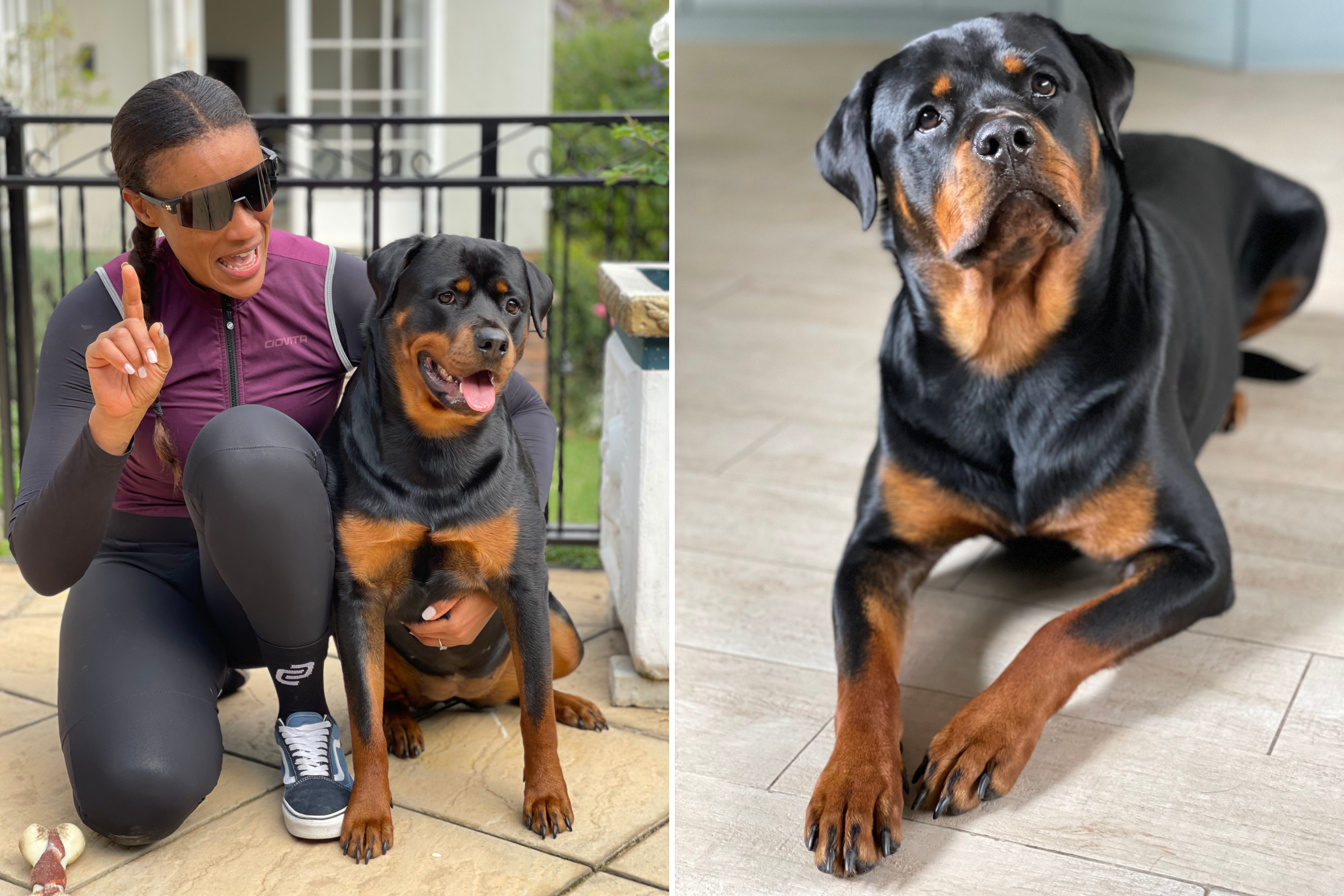 Dog Rottweiler Price
